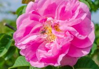 Featured image for Aromatherapy and Specific Conditions: