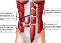 Featured image for Building a Strong Core: Abdominal and Oblique Training