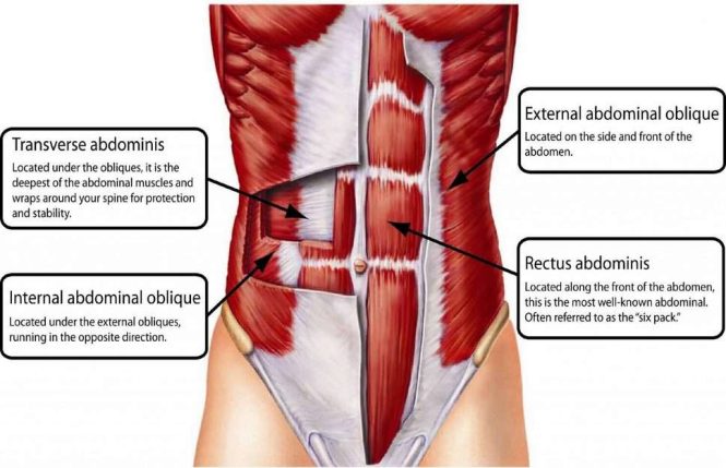 Featured image for Building a Strong Core: Abdominal and Oblique Training
