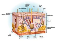 Featured image for Microneedling: Stimulating Collagen Production